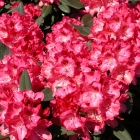 Gro&szlig;blumige Zwerg-Alpenrose / Rhododendron yakushimanum Hybride